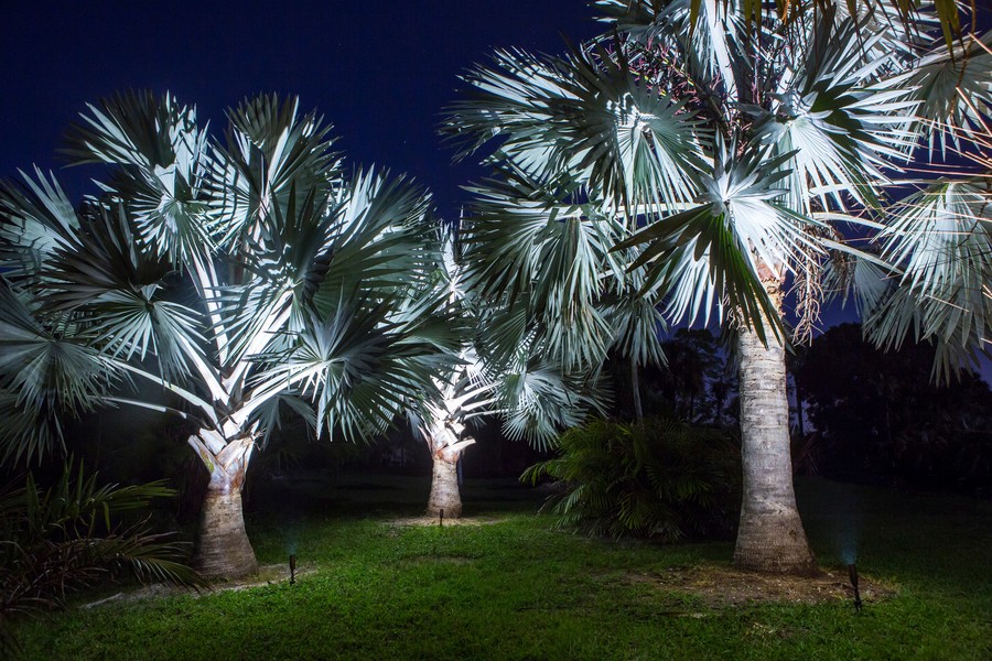 Coastal Source uplights illuminating a group of palm trees. 
